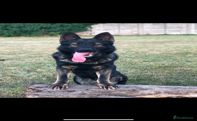 German Shepherd dogs - Advert 4
