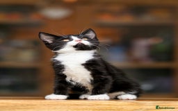 Maine Coon cats for sale: Beautiful Maine Coon X Kittens - Image 19