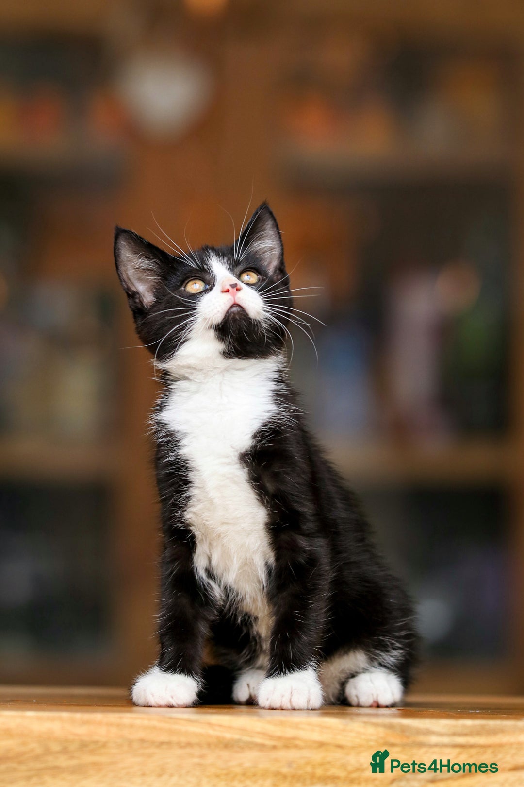 Maine Coon cats for sale: Beautiful Maine Coon X Kittens - Image 19