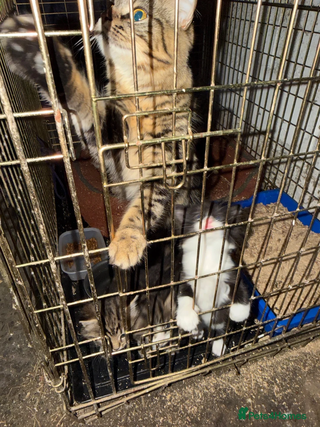 Mixed Breed cats for sale: Gorgeous farm kittens - Advert 2