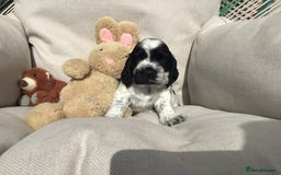 Cocker Spaniel dogs for sale: Show cocker pups  K.C. Reg. AMS. PRA. And FN clear - Image 5