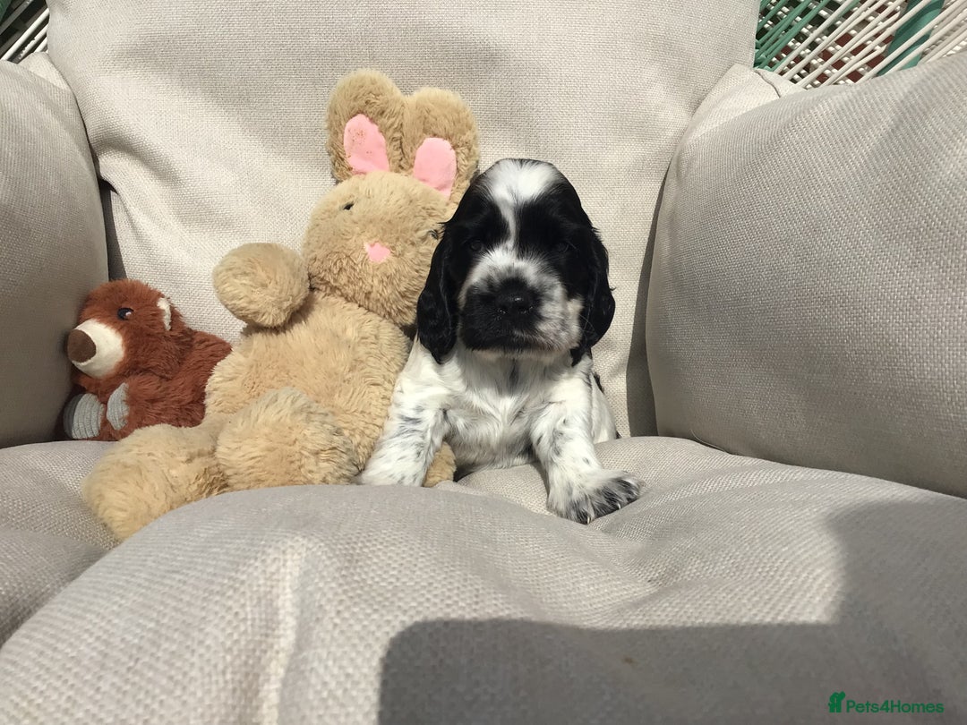 Cocker Spaniel dogs for sale: Show cocker pups  K.C. Reg. AMS. PRA. And FN clear - Image 5