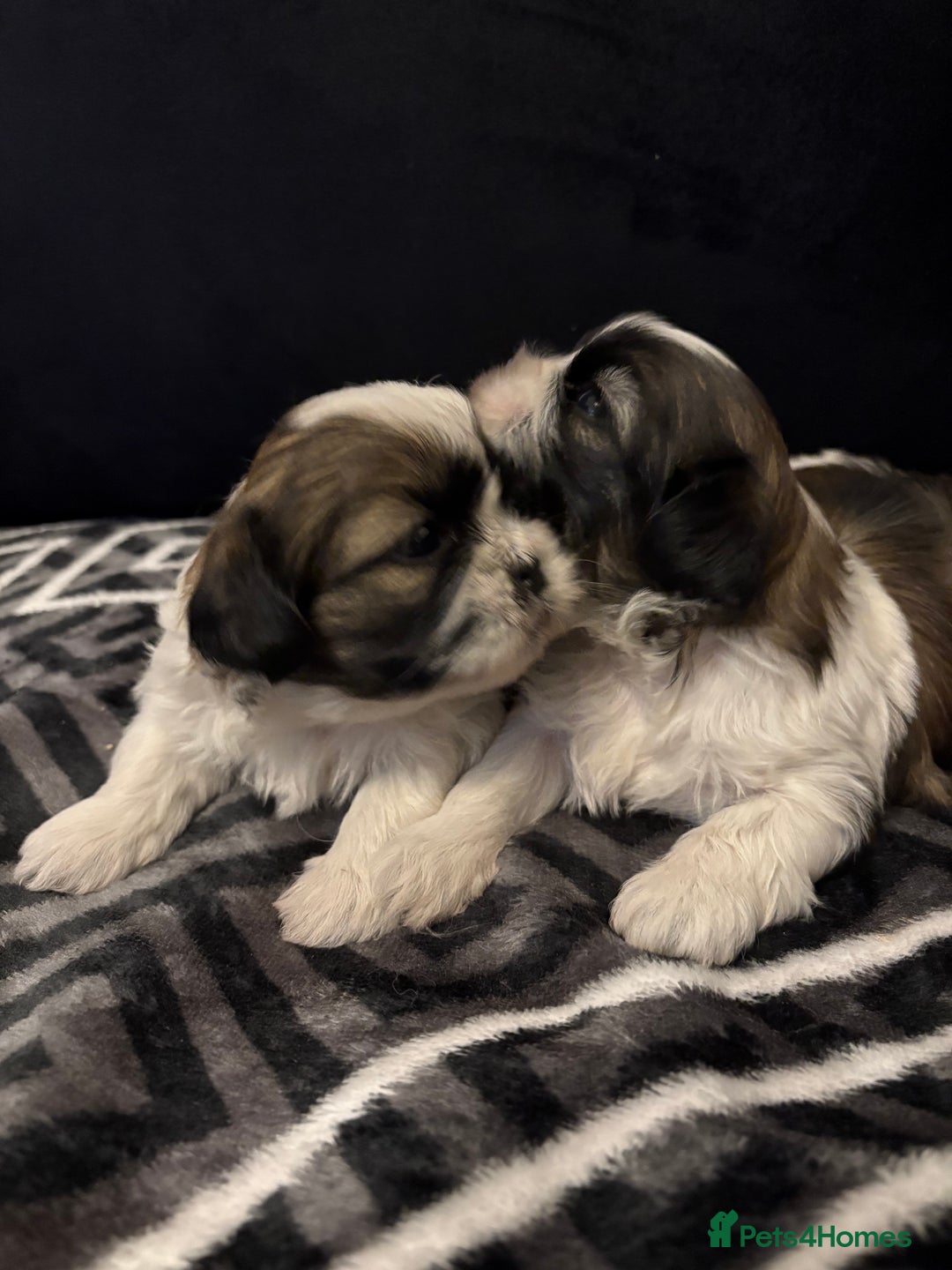 Shih Tzu dogs for sale: 2 female Shih Tzu puppies  - Advert 5