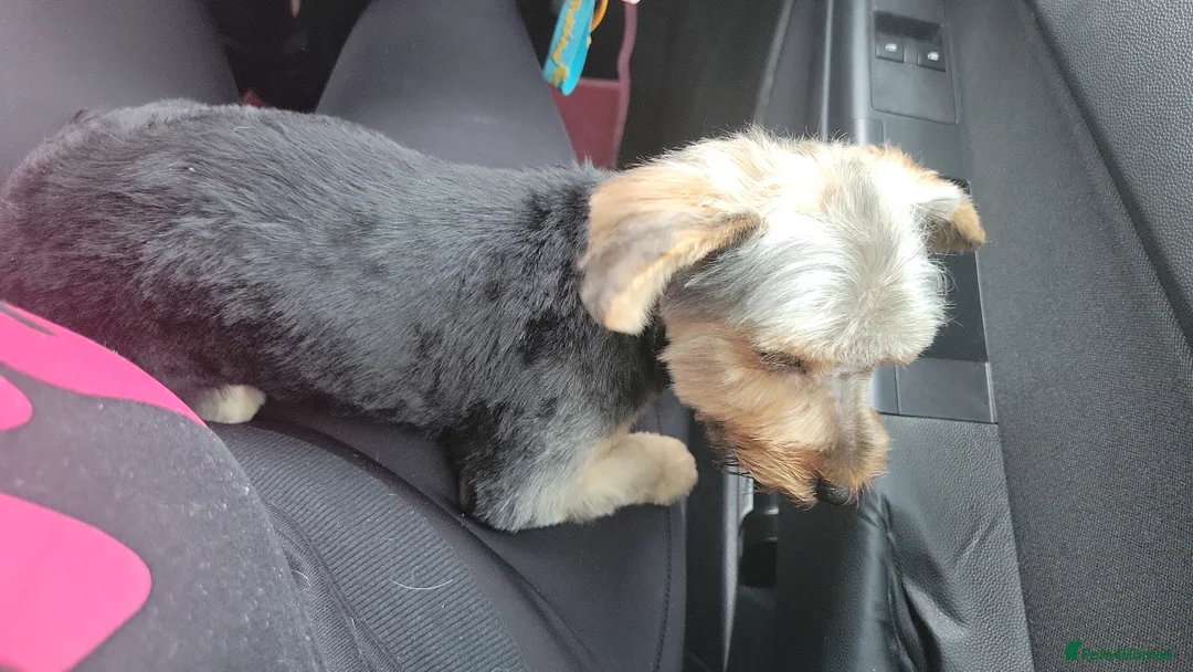 Yorkshire Terrier dogs for sale: Beautifully boy yorkshire terrior  - Advert 6