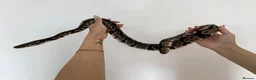 Python Snake reptiles for sale: Ball python + full set up - Advert 2