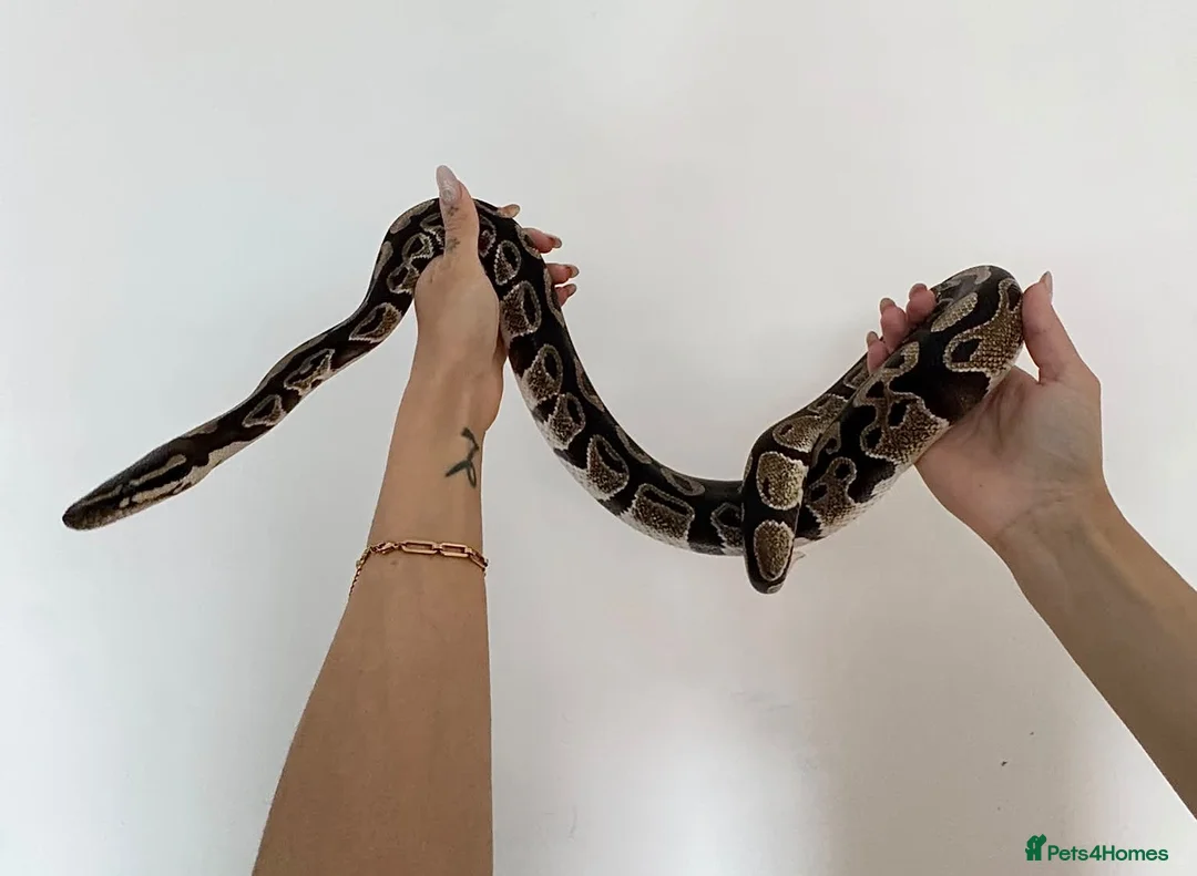 Python Snake reptiles for sale: Ball python + full set up - Advert 2