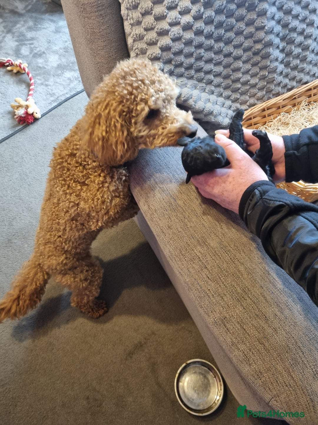Toy Poodle dogs for stud: Stunning red toy poodle for stud in Coventry - Advert 10