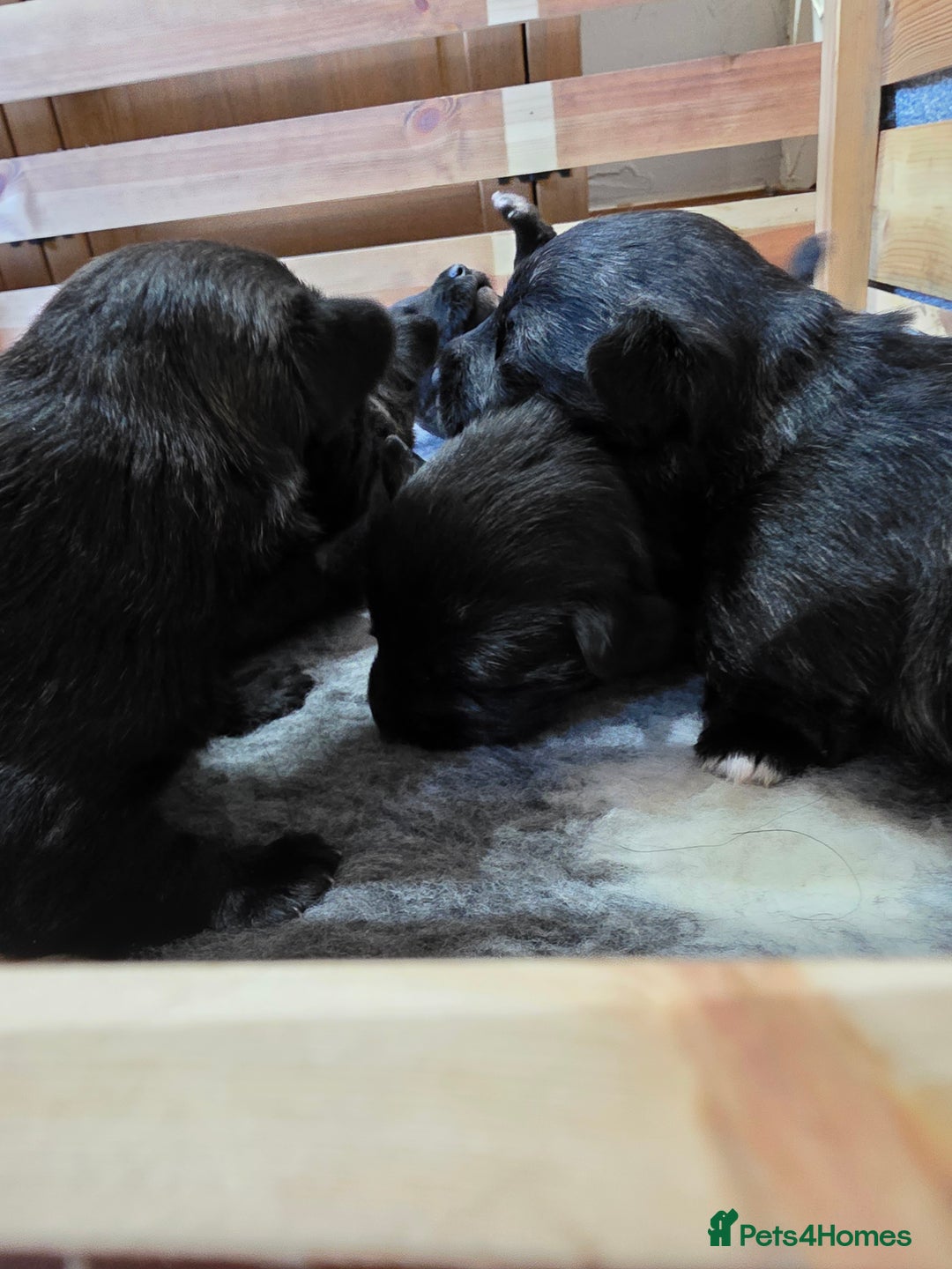 Mixed Breed dogs for sale: Scoland terriers  - Advert 10