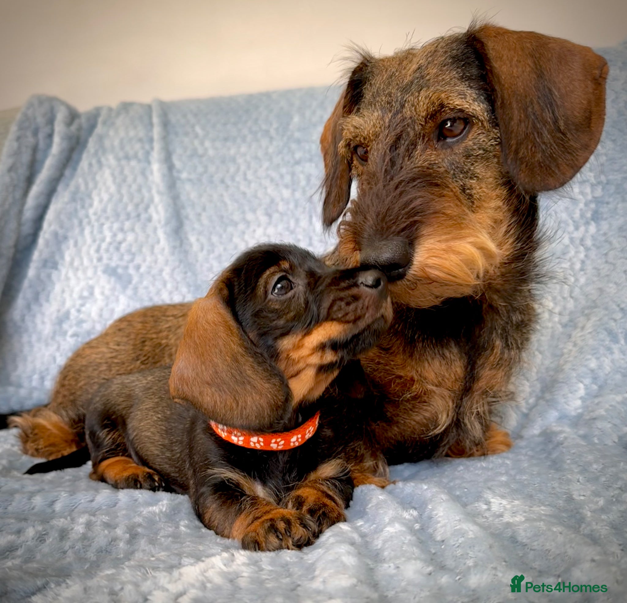 Miniature Dachshund dogs KC Reg Wire Haired Miniature Dachshund Puppies  - Advert 2