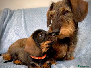 Miniature Dachshund dogs KC Reg Wire Haired Miniature Dachshund Puppies - Advert 1