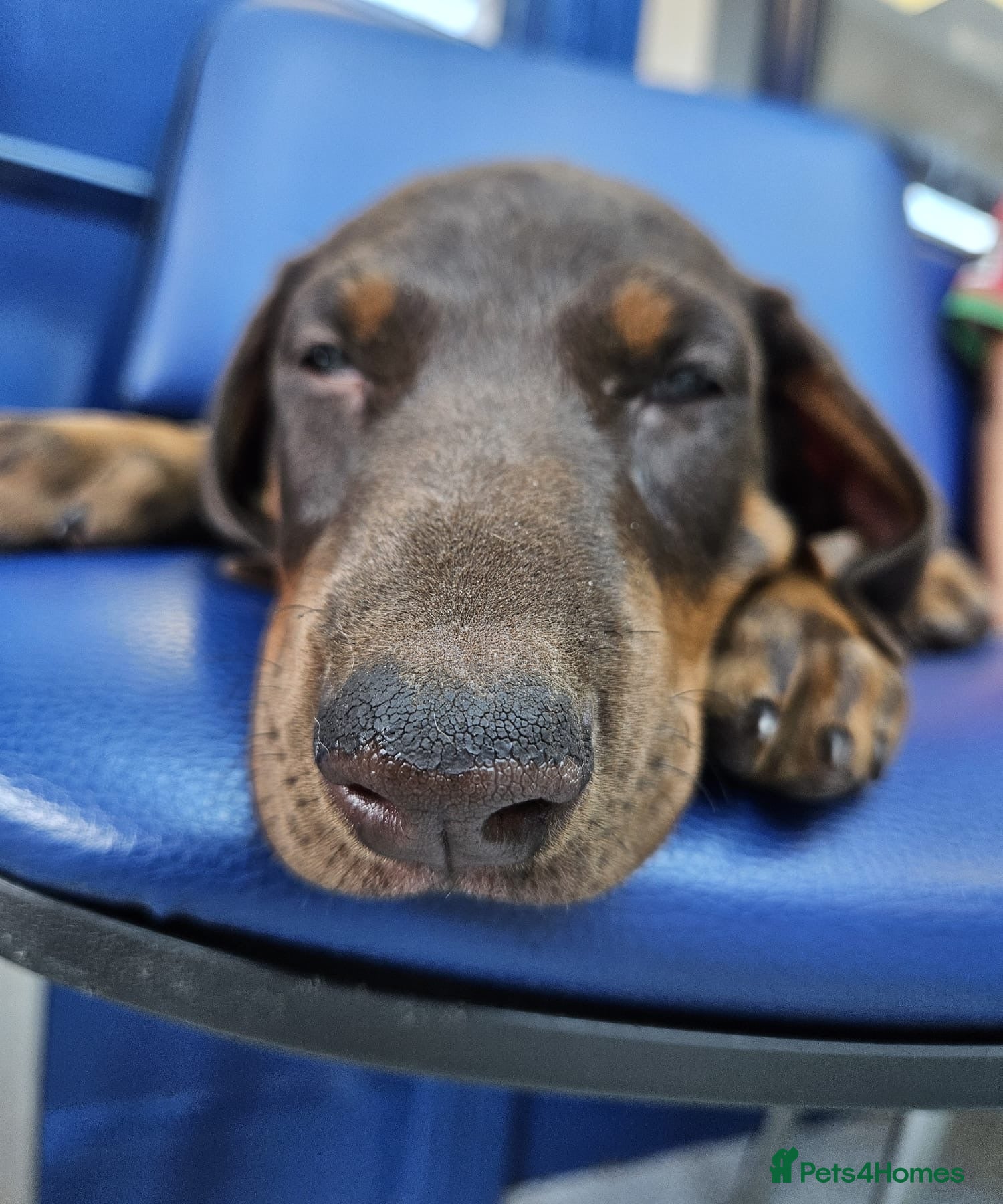 Dobermann dogs Top Quality Ready Soon KC Registered Puppies! - Advert 2