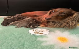 Miniature Dachshund dogs for sale: 🤍🐾 Stunning long haired litter 🐾🤍 - Image 1