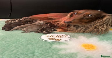 Miniature Dachshund dogs - Advert 14