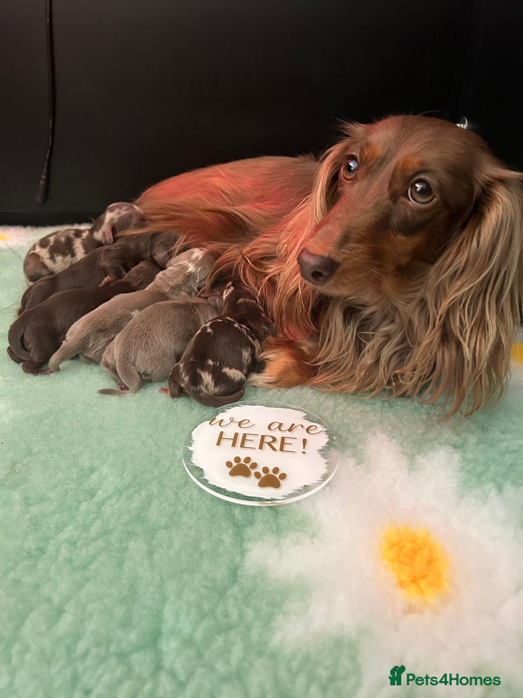 Miniature Dachshund dogs for sale: 🤍🐾 Stunning long haired litter 🐾🤍 - Image 1