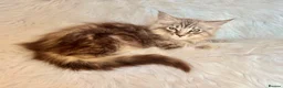 Maine Coon cats for sale: Maine coon kittens fluffy cuddly kittens - Advert 35