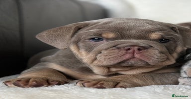 English Bulldog dogs - Advert 13