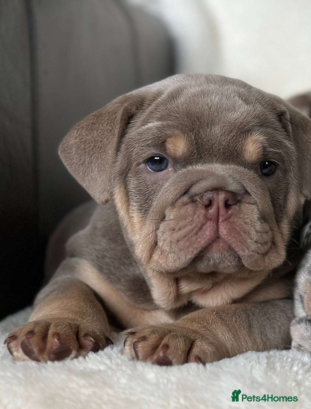 English Bulldog dogs for sale: British bulldog  - Image 3
