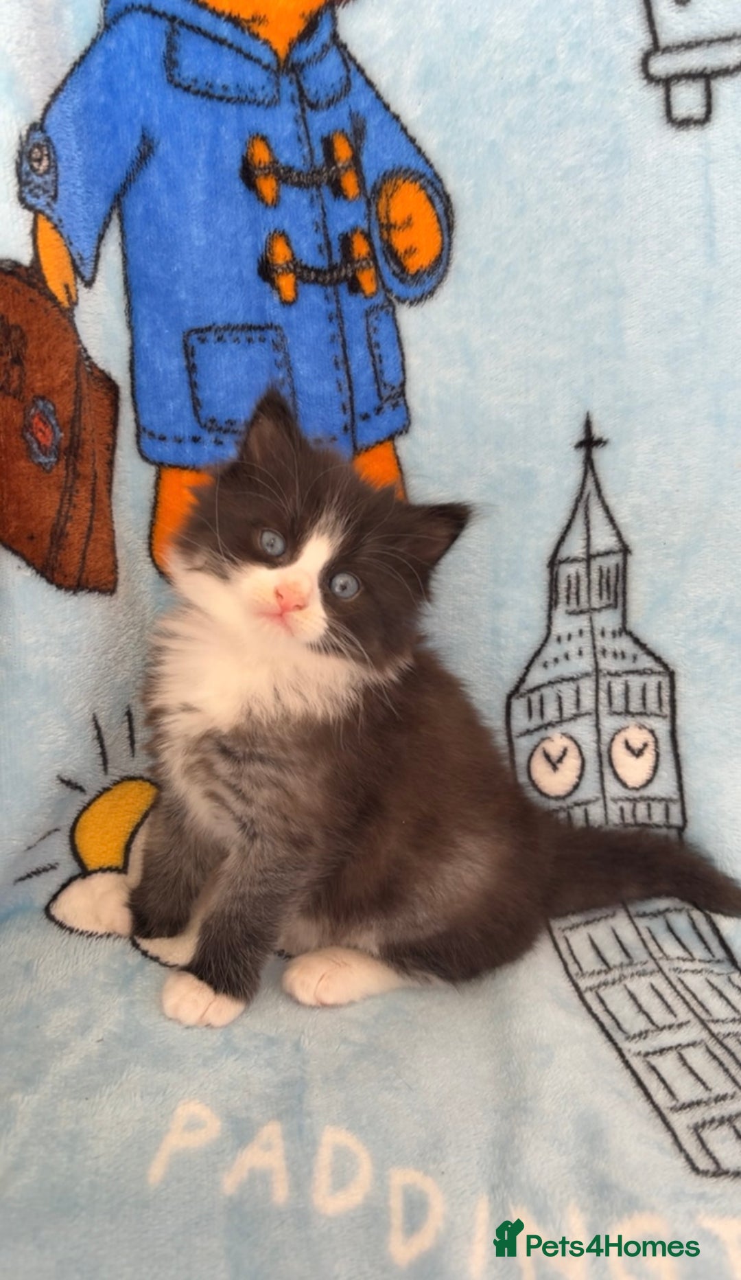 Mixed Breed cats for sale: boy kitten looking for his forever home - Image 4