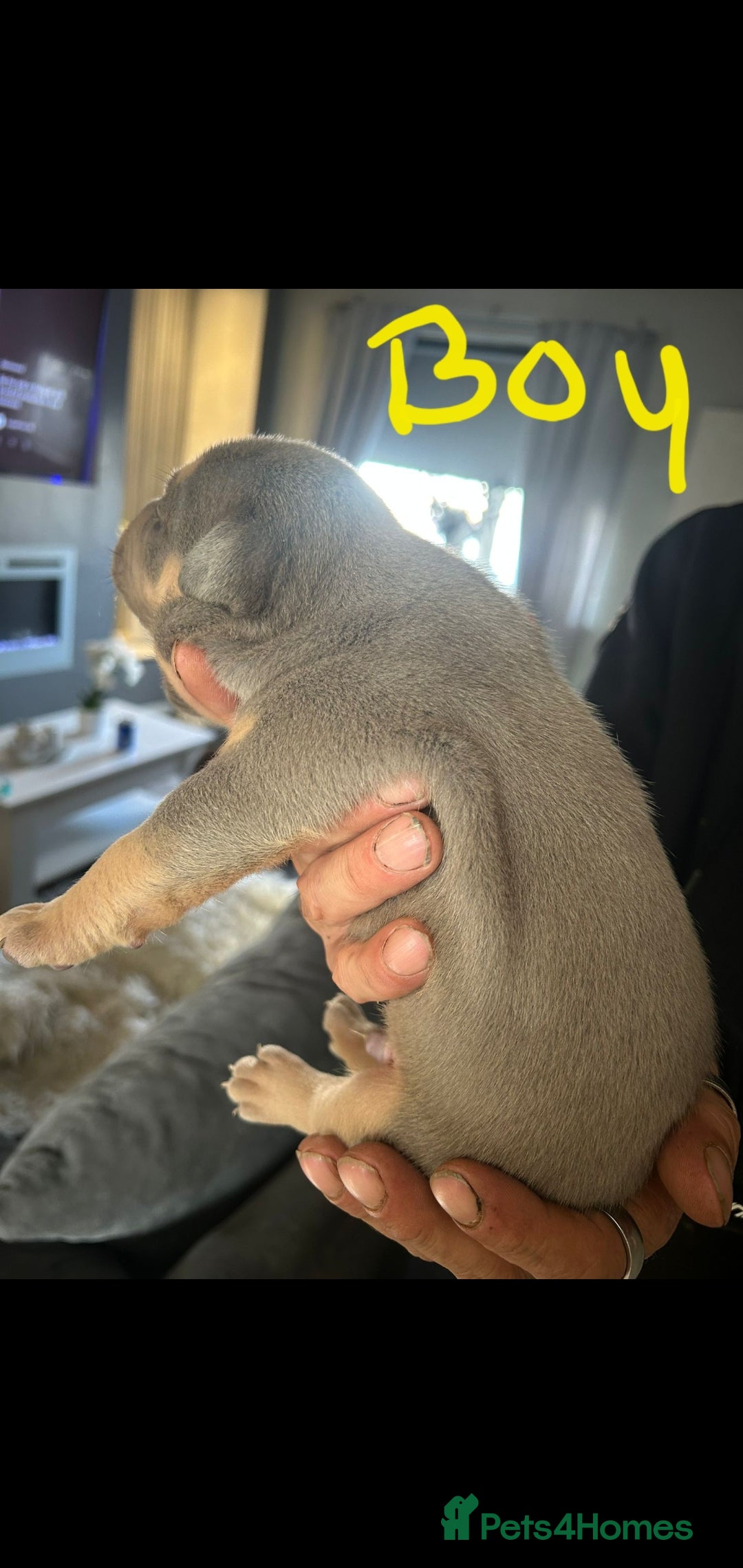 Mixed Breed dogs for sale: Pocket bully pups - Image 3