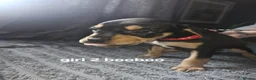 Mixed Breed dogs for sale: Saluki bull - Advert 10