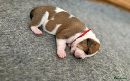 Staffordshire Bull Terrier dogs for sale: KC Staffordshire bull terriers 🧡🧡🏆🩸 REDS  - Image 5