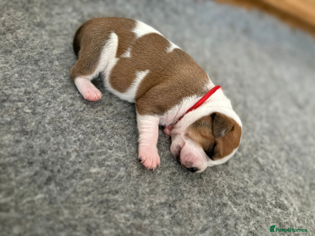 Staffordshire Bull Terrier dogs for sale: KC Staffordshire bull terriers 🧡🧡🏆🩸 REDS  - Image 5