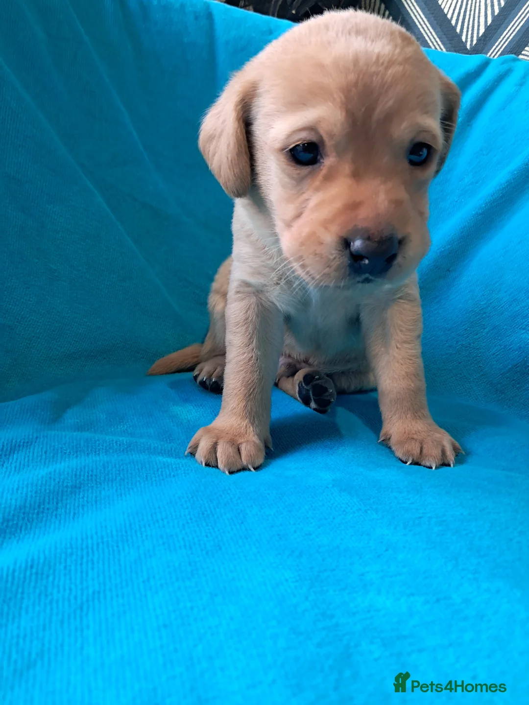 Labrador Retriever dogs for sale: Labrador Puppies - Advert 14