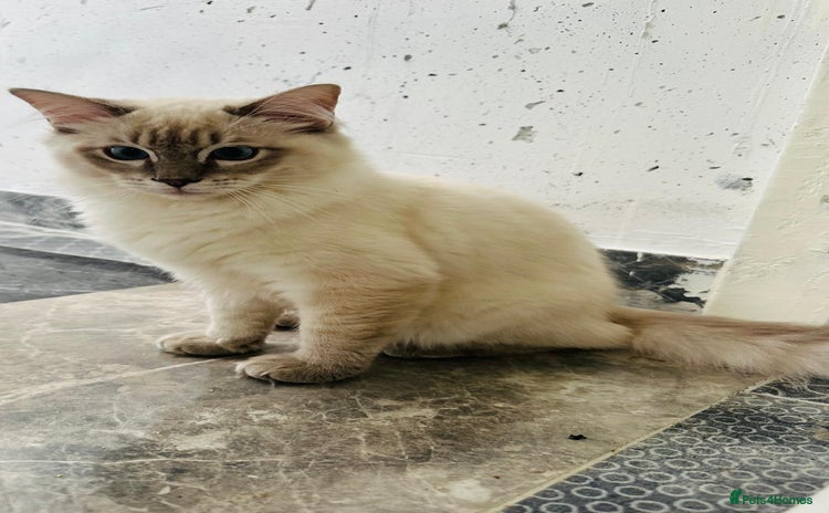 Ragdoll cats - Advert 4
