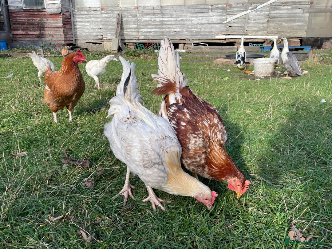Chickens poultry for sale: Young roosters FREE to good home in Durham - Advert 1