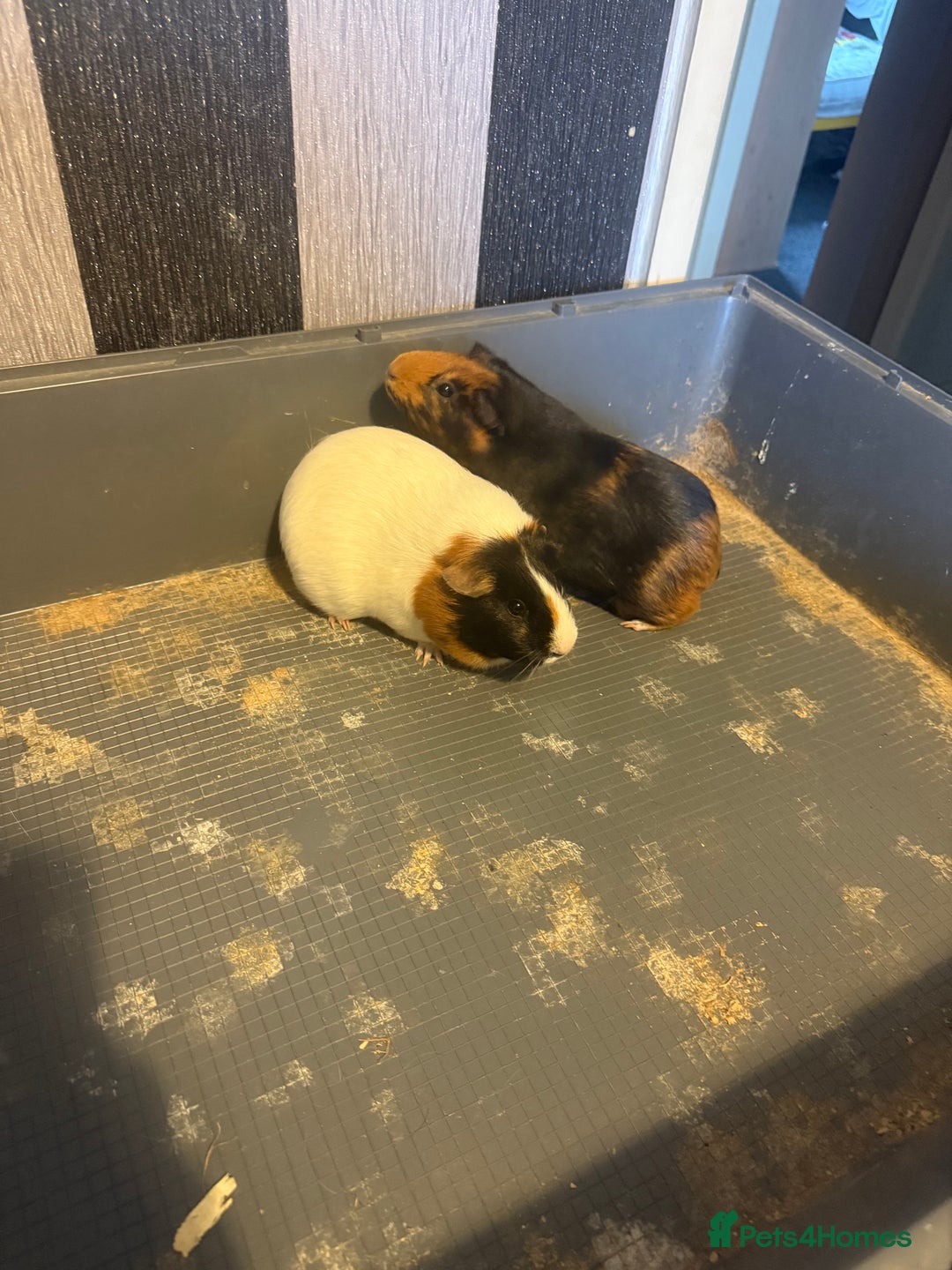 Mixed Breed rodents for sale: Sow Guinea pigs   in Preston - Advert 4