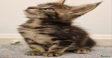 Maine Coon cats - Advert 16