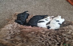 Cockapoo dogs for sale: F1b Cockapoo  - Image 9
