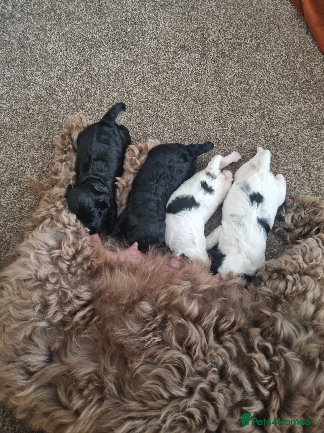 Cockapoo dogs for sale: F1b Cockapoo  - Image 9