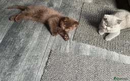 British Shorthair cats for sale: Rare Chocolate Boy - British Shorthair  - Image 2