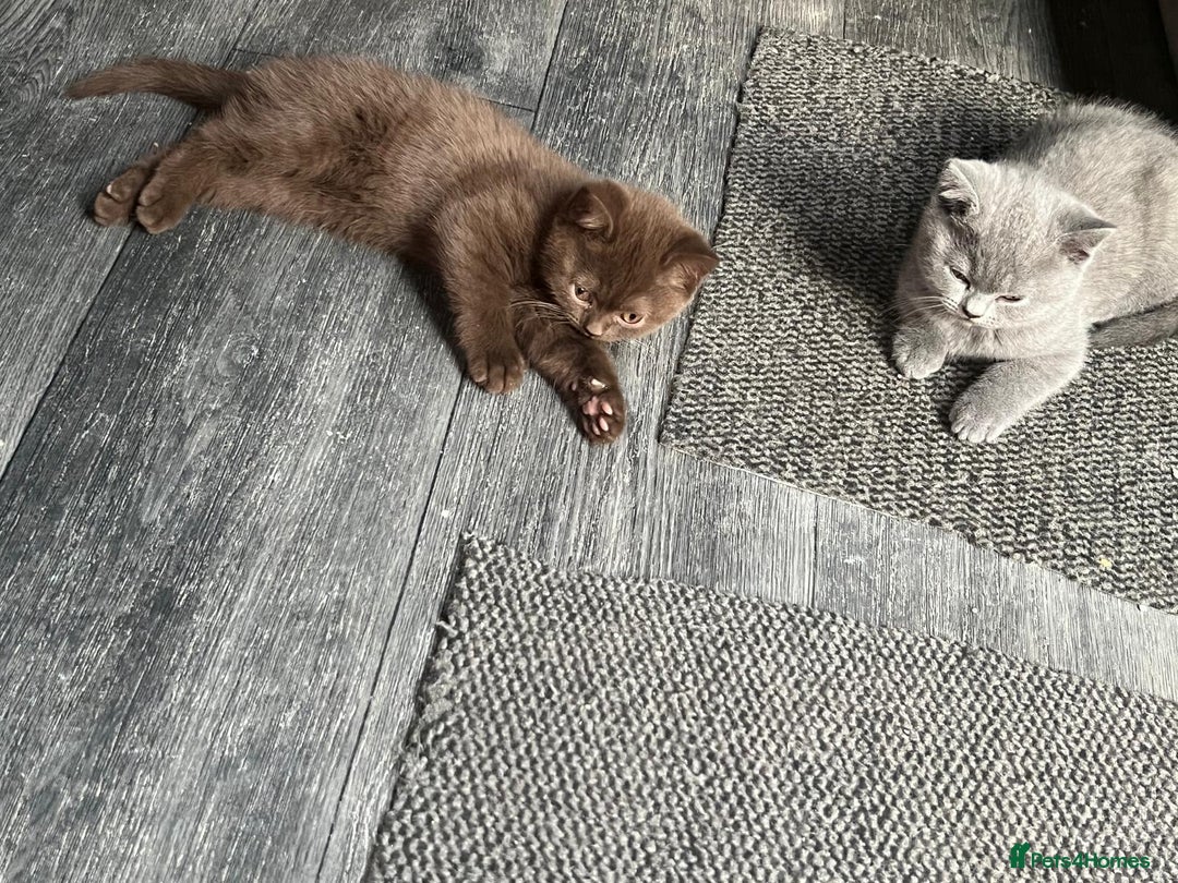 British Shorthair cats for sale: Rare Chocolate Boy - British Shorthair  - Image 2