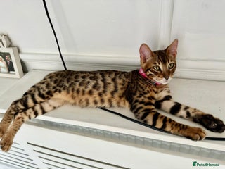 Bengal cats Gorgeous pure bengal girl for sale need gone ASAP - Advert 16
