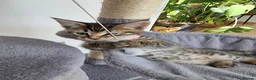 Maine Coon cats for sale: Maine Coon kittens ready to go  - Advert 6