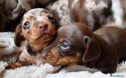 Miniature Dachshund dogs for sale: miniature dachshund puppies ready to reserve 🤍 - Image 9
