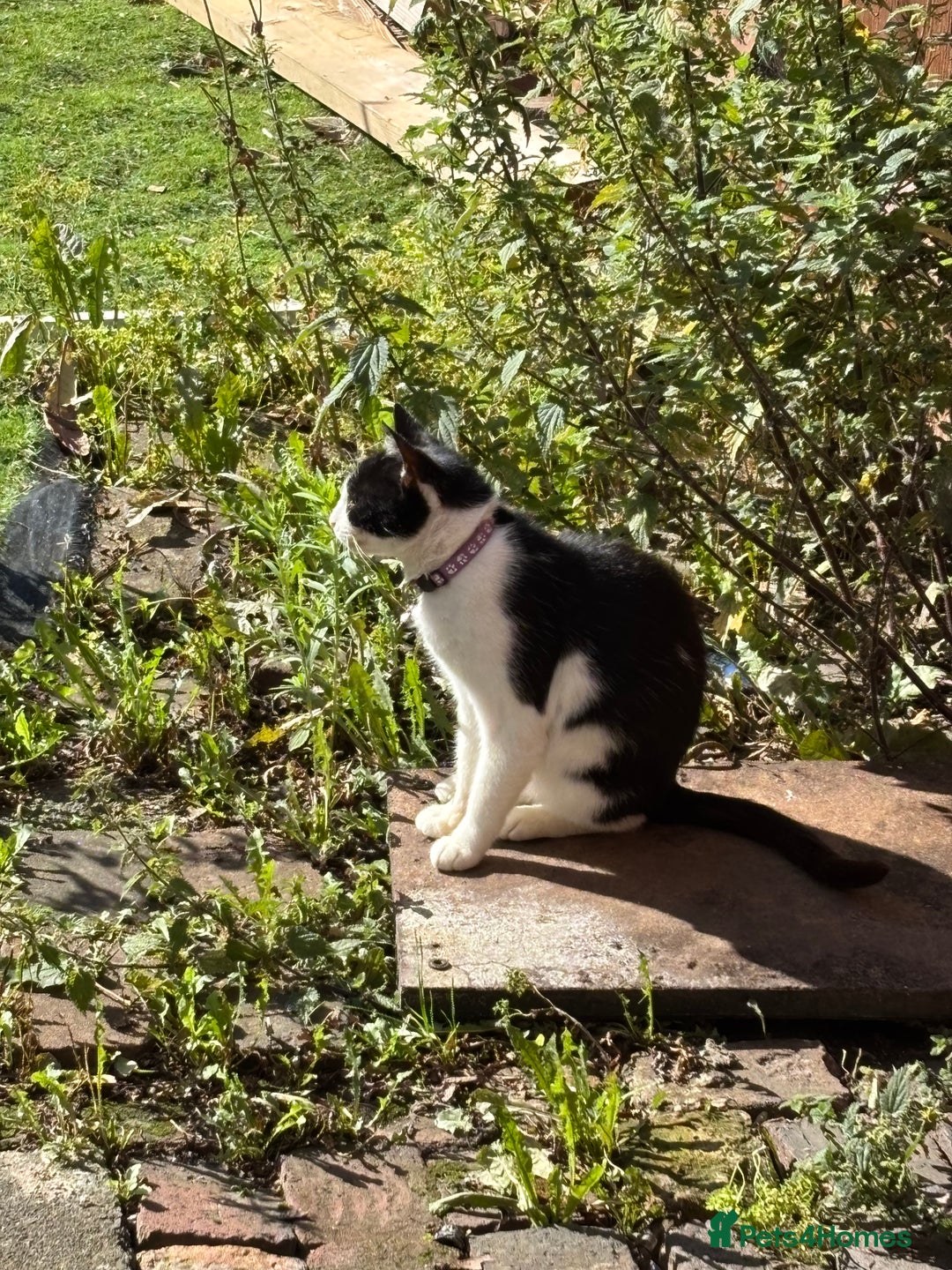 British Shorthair cats for sale: Luna British shorthair  - Advert 4