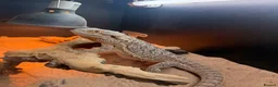 Bearded Dragon reptiles for sale: Bearded dragon and set up  - Advert 5