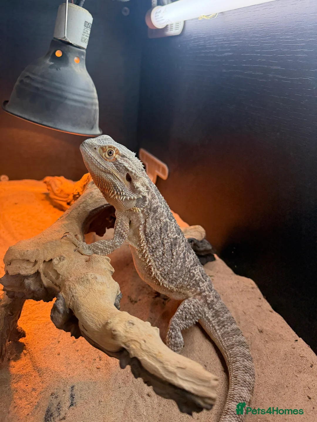 Bearded Dragon reptiles for sale: Bearded dragon and set up  - Advert 5