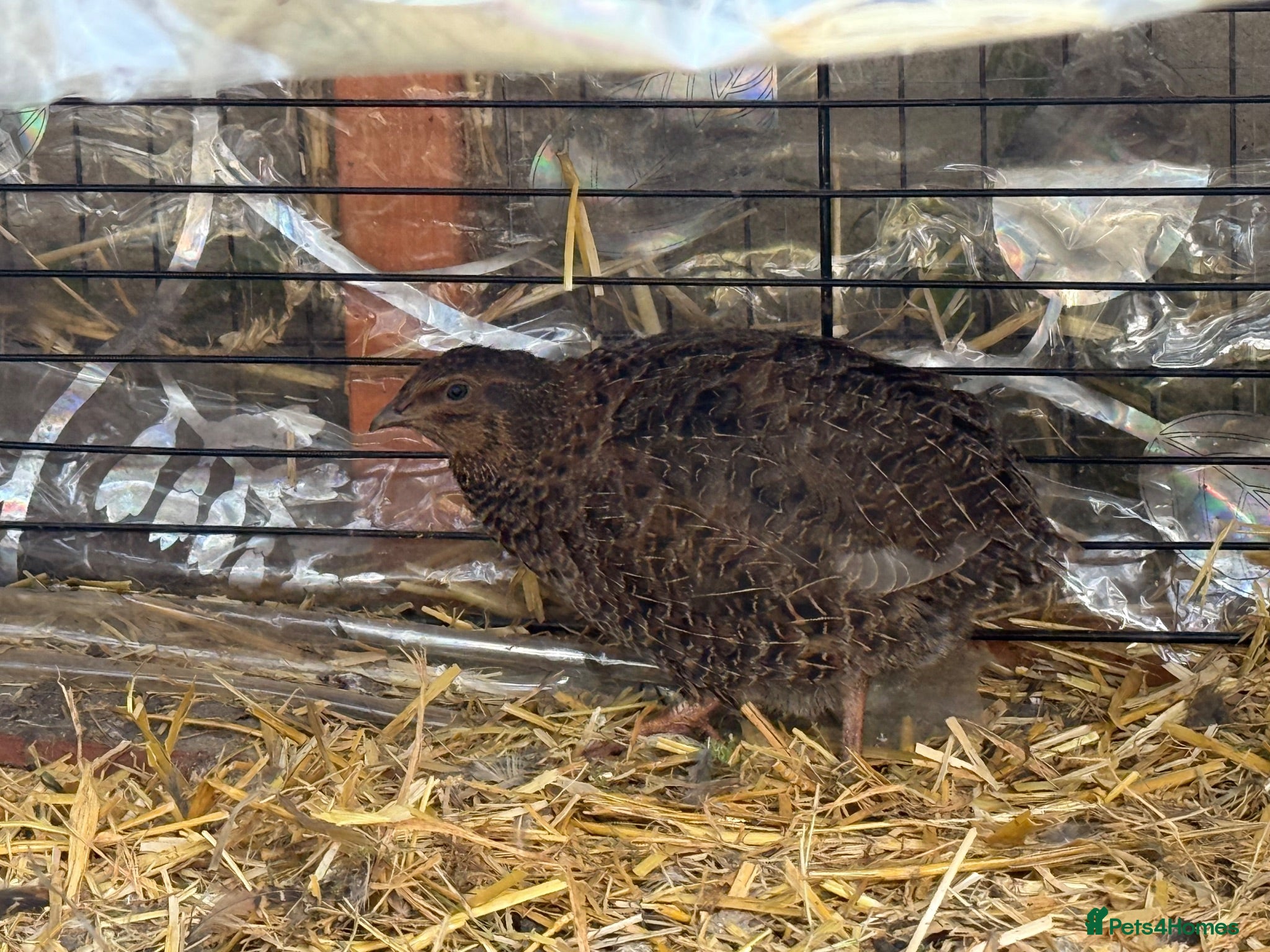 Quail poultry Quails family laying eggs  - Advert 3