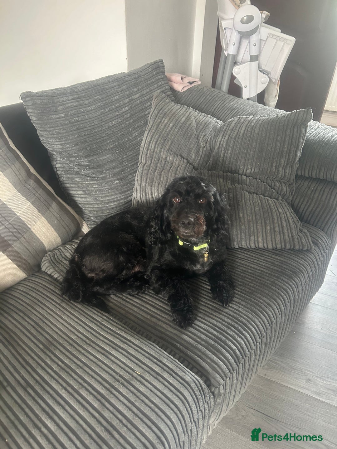 Mixed Breed dogs for sale: Cavalier-poo  - Image 12