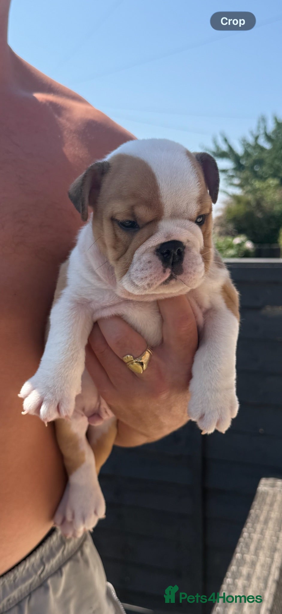 English Bulldog dogs READY NOW LOVELY BOY SEEKS HOME - Advert 1