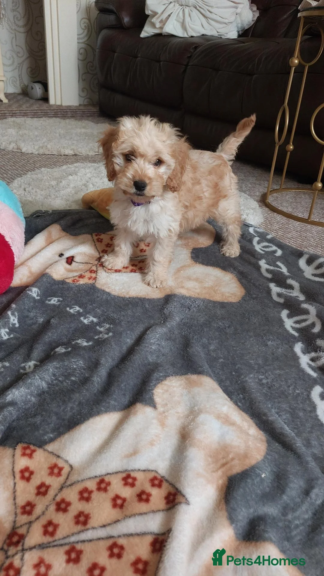 Cockapoo dogs for sale: Last boy available 🩵🩵🩵🩵 - Advert 2