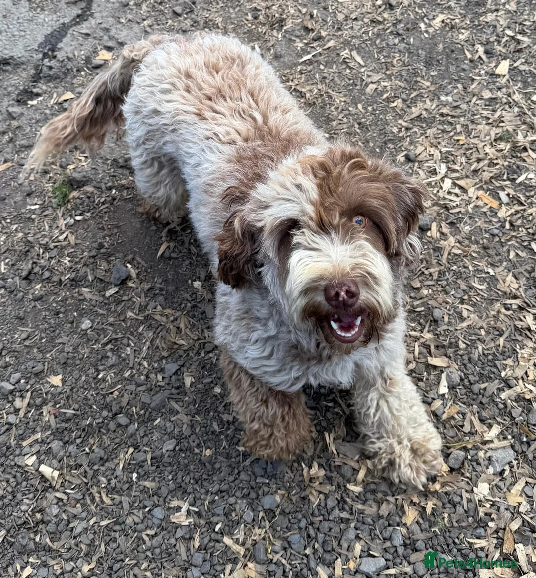 Cockapoo dogs for sale: Chocolate Merle cockapoo bitch  - Advert 2