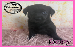 Labrador Retriever dogs for sale: *Ready Now* Quality Black Labradors  - Image 12