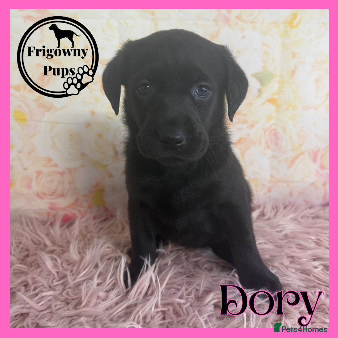 Labrador Retriever dogs for sale: *Ready Now* Quality Black Labradors  - Image 12