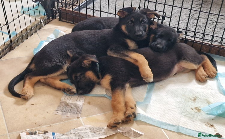 German Shepherd dogs - Advert 2