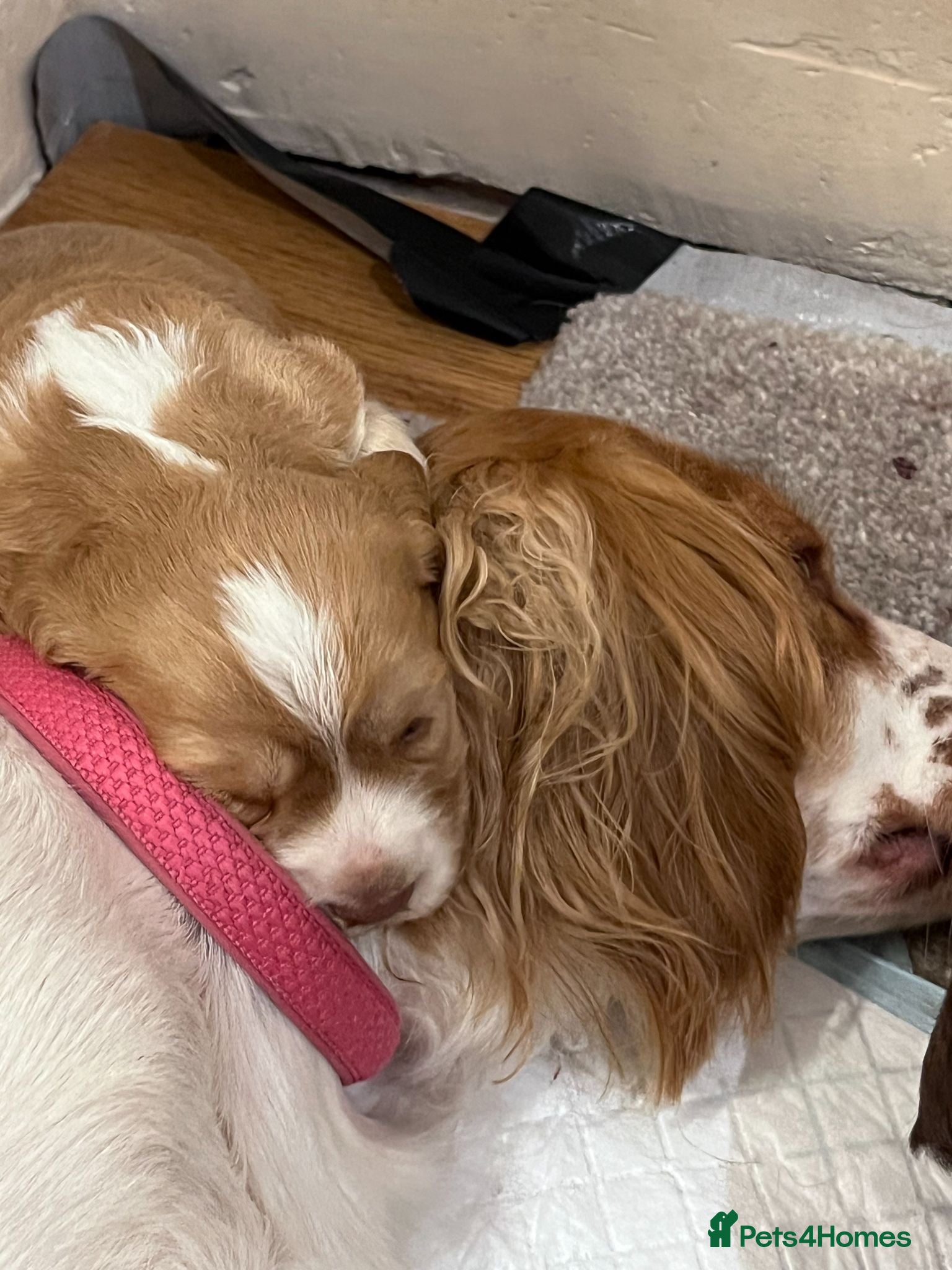 Cocker Spaniel dogs 6 Beautiful Cocker Spaniel Pups - Advert 2